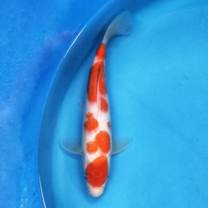 Handpicked Jumbo Kohaku 28 cm Kweker Matsue